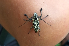 Steirastoma marmoratum