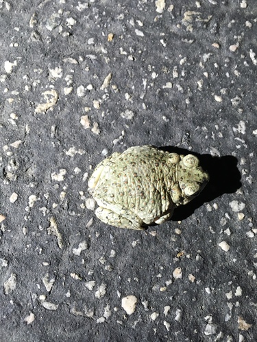 iNaturalist observation photo of Red-spotted Toad