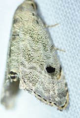 Abablemma brimleyana