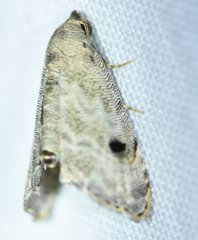 Abablemma brimleyana