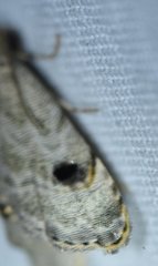 Abablemma brimleyana