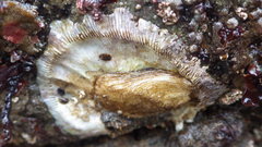Crepidula perforans