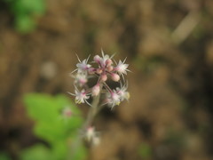 Tiarella polyphylla