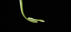 Ahaetulla mycterizans