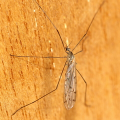 Symplecta cana