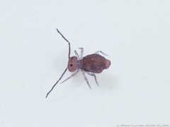 Ptenothrix atra