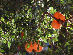 Cyttaria hariotii
