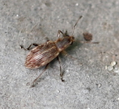Polydrusus confluens