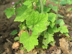Tiarella polyphylla