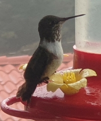 Selasphorus flammula