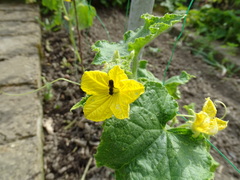 Ceratina