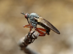 Empis spectabilis