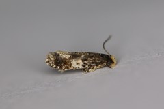 Monopis marginistrigella