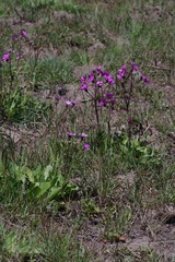 Senecio speciosus