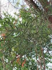 Phoradendron quadrangulare