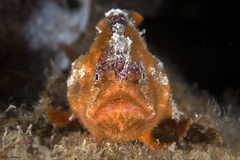 Echinophryne crassispina