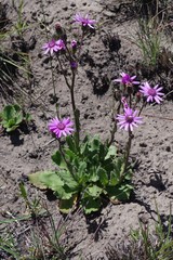 Senecio speciosus