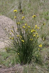 Bobartia orientalis