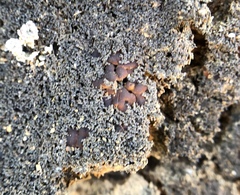 Fuscopannaria coralloidea