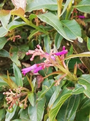 Palicourea angustifolia