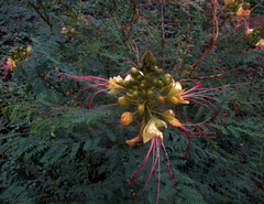 Erythrostemon gilliesii image