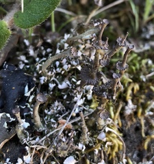 Cladonia concinna