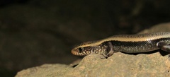 Eutropis multifasciata