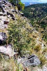 Abies religiosa