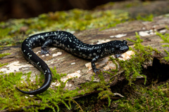 Plethodon sequoyah