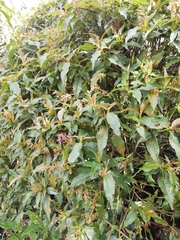 Palicourea angustifolia