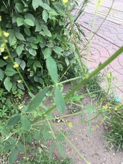 Melilotus officinalis