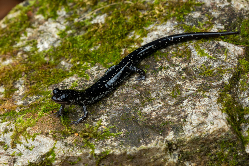 Sequoyah Slimy Salamander, Plethodon sequoyah