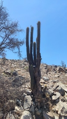 Trichocereus chiloensis chiloensis