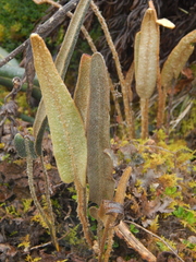 Elaphoglossum engelii