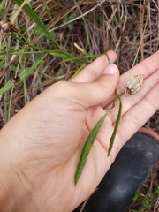 Physalis angustifolia image