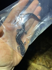 Plethodon sequoyah