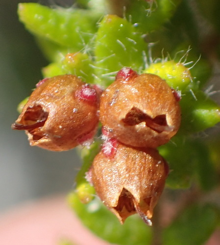 Image of Erica cordata by (c) Nicola van Berkel, some rights reserved (CC BY-SA)