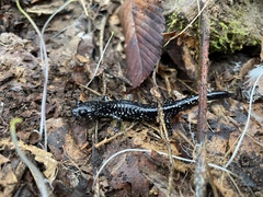 Plethodon sequoyah