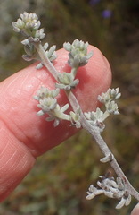 Aspalathus digitifolia