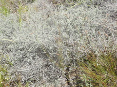 Aspalathus digitifolia