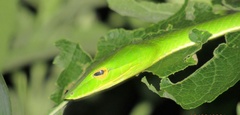 Ahaetulla prasina
