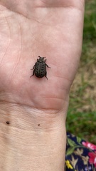 Coleoptera
