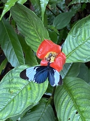 Heliconius cydno