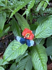 Heliconius cydno