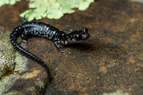 Fourche Mountain Salamander, Plethodon fourchensis