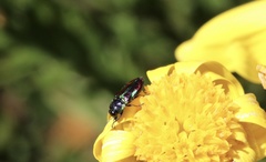 Bilyaxia concinna