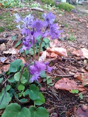 Soldanella montana
