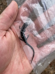 Plethodon fourchensis