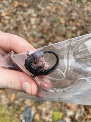 Plethodon fourchensis