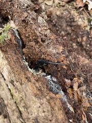 Plethodon fourchensis